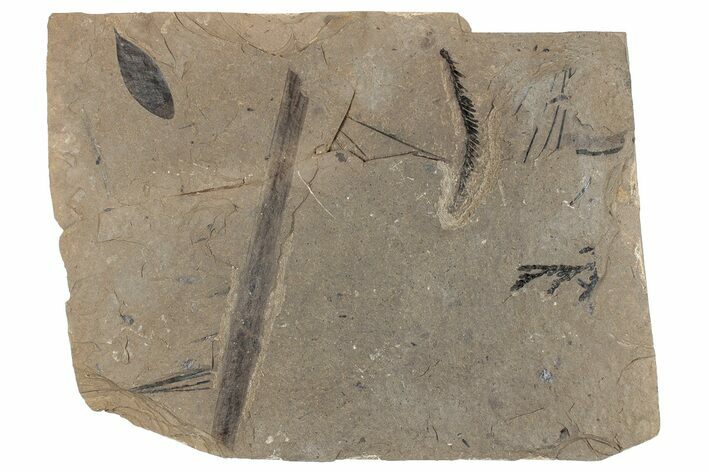 Leaf Fossil Plate - McAbee, BC #271312